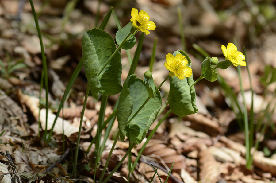 Ranunculus thora / Ranuncolo erba-tora